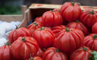Seasonal Box of Tomatoes