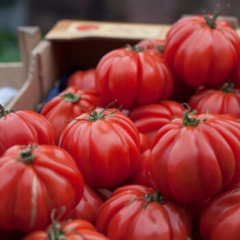 Seasonal Box of Tomatoes