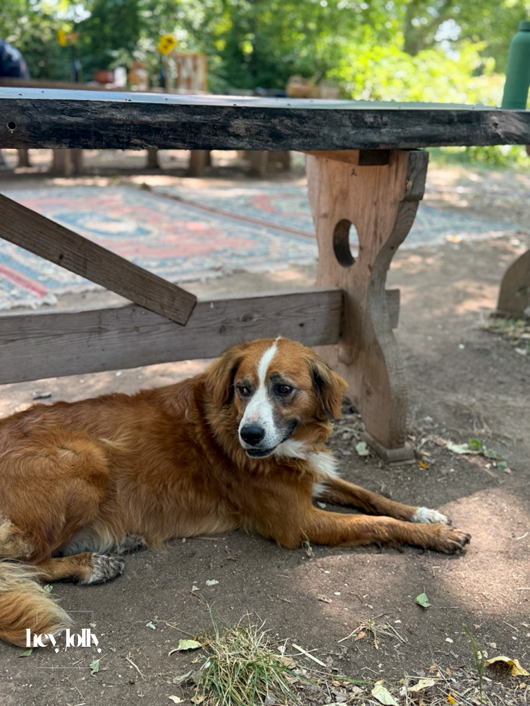 Farm dog relaxing in the Sicilian sunshine at Slow Life Family Farm near Syracuse.