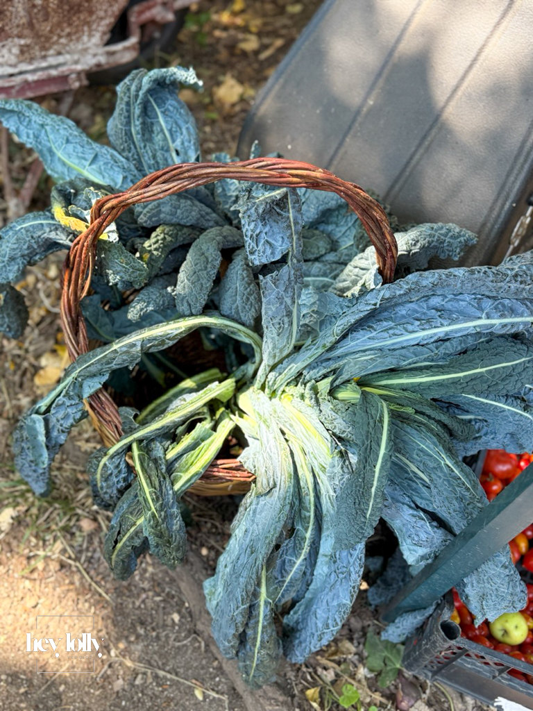 Basket of freshly harvested vegetables for the garden-to-table cooking experience in Syracuse Sicily.
