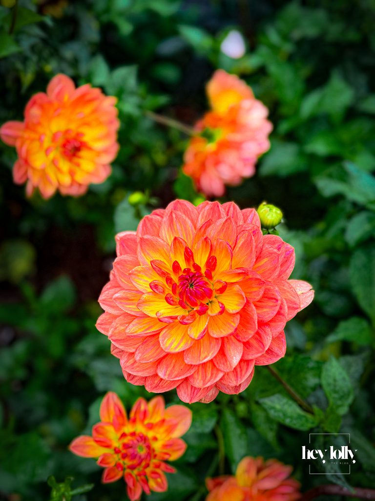 Coral and amber dahlias blooming in Clumber Park’s walled kitchen garden on a soft autumn morning.