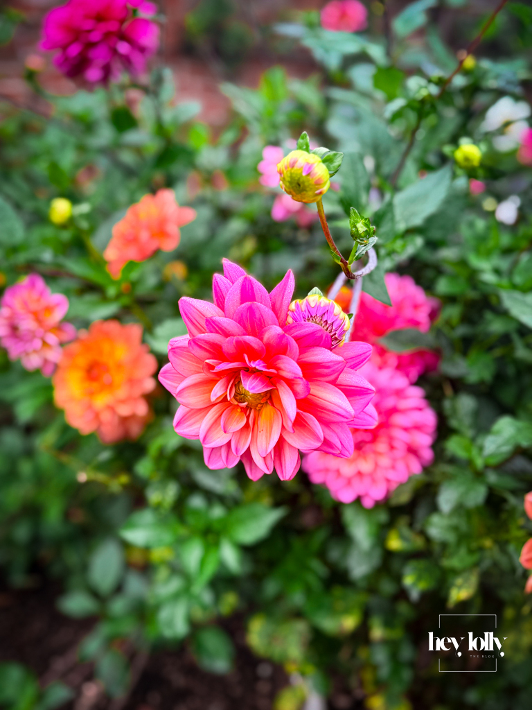 Coral and amber dahlias blooming in Clumber Park’s walled kitchen garden on a soft autumn morning.