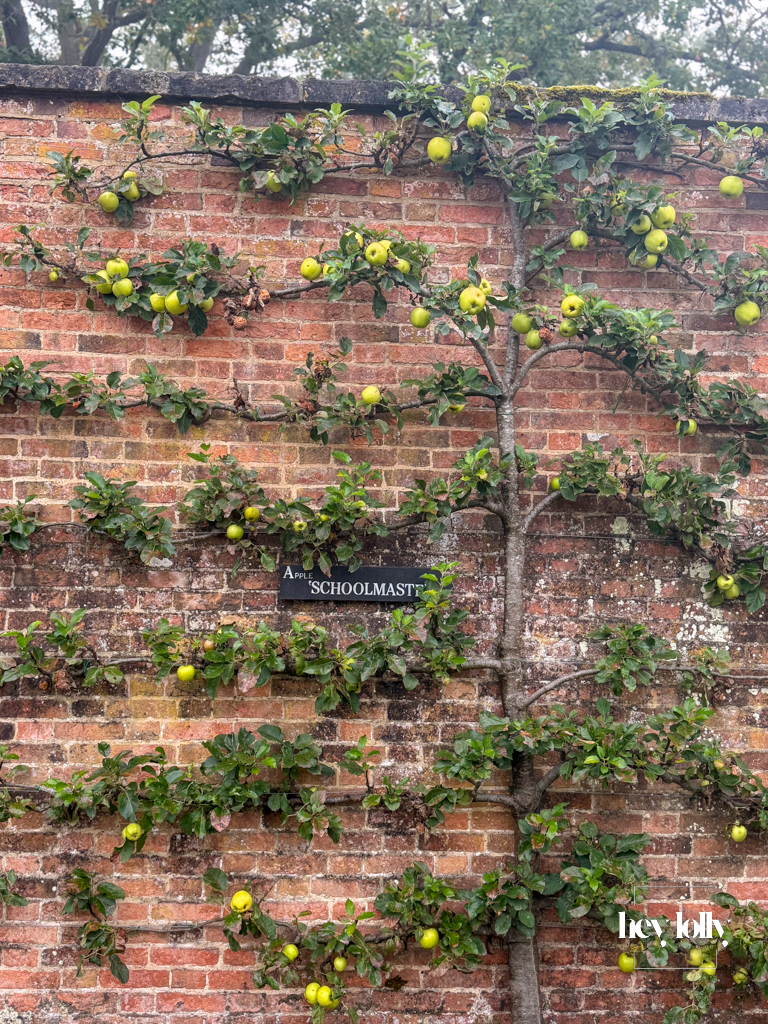 Espaliered apple tree growing against a brick wall in Clumber Park’s walled kitchen garden in autumn.